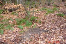 DEER CAMP 2007 016.jpg